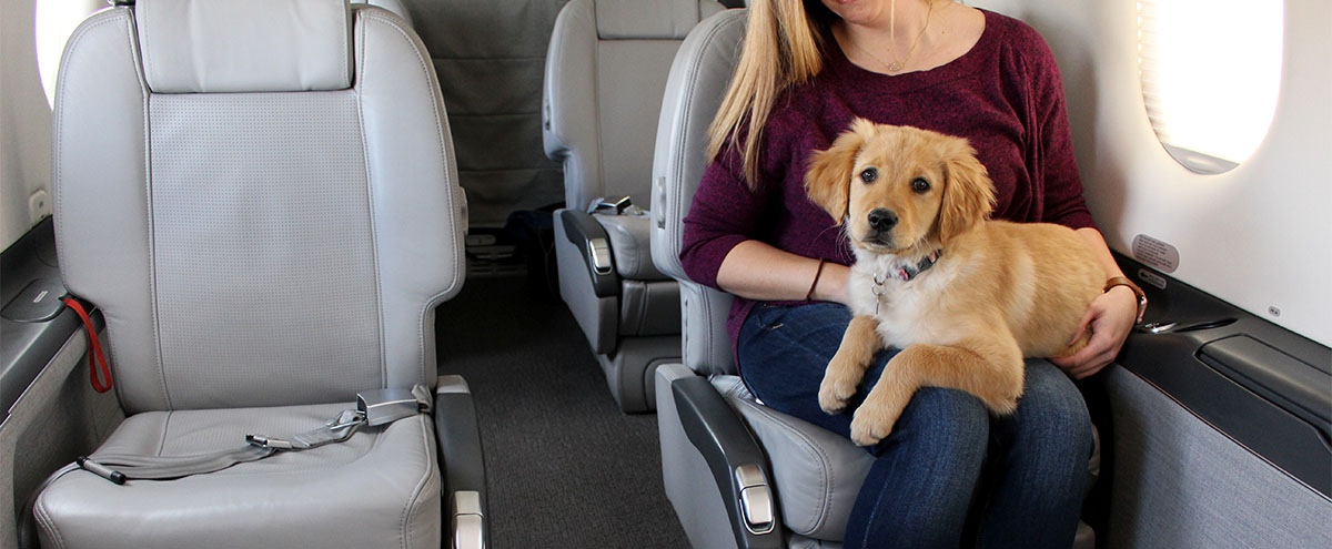 dogs travel airplanes